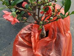 -中环花鸟鱼虫市场