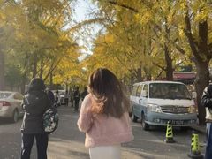 -三里屯东五街银杏大道