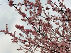 -桃花堤公园
