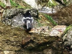 -牛背梁国家森林公园