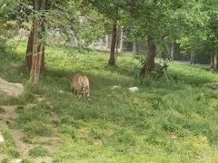 -西安秦岭野生动物园