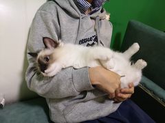 -李小姐の猫咖啡馆(五角场店)