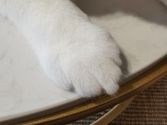 -Heymao猫咖.咖啡厅(东门店)