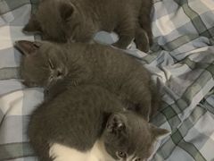 -米苏动物医院·犬猫专科·骨科外科内窥镜