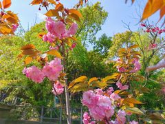 -南汇桃花村
