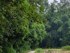 -桤木河湿地公园