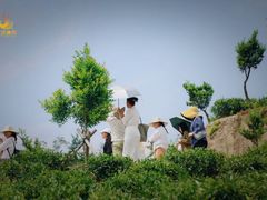 -汉艺唐风茶艺培训(联发华美空间店)