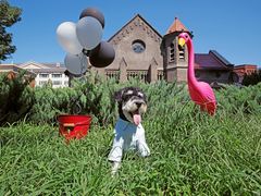 -超宠爱宠物摄影-Super pet