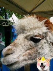 -萌宠亲子动物乐园(槐房万达店)