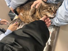 -四月宠物医院·猫专科·心脏专科·内科(转塘店)