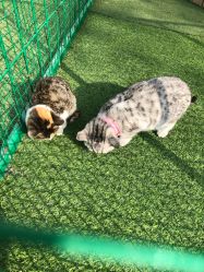 -萌宠亲子动物乐园(槐房万达店)