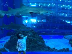 -成都浩海立方海洋公园