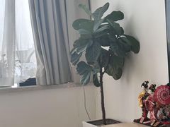 -八号公馆·老上海SPA(深圳北站店)