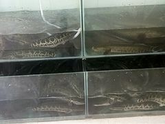 爆炒乌鱼肚-罗记香霸头乌鱼庄(丹棱店)