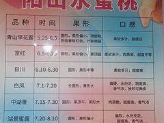 -老袁家蜜桃农场·阳山水蜜桃