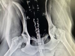 -小叮当动物医院·骨科·眼科