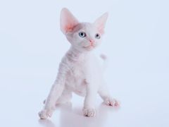 -麒麟缅因猫舍·十五年缅因猫选购中心