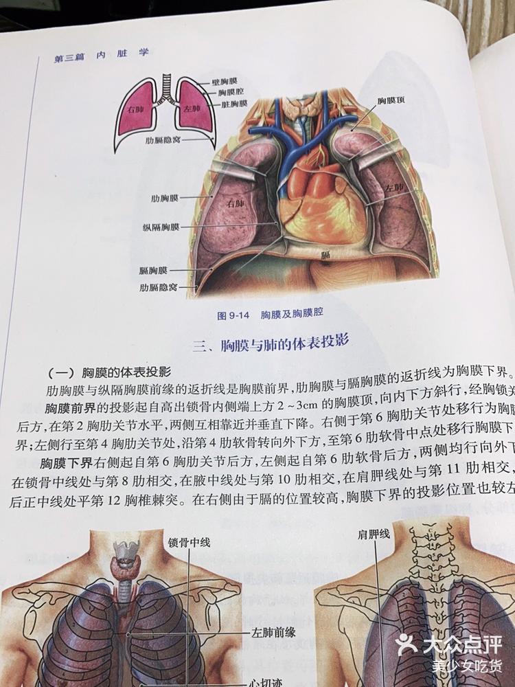 胸膜的体表投影图片