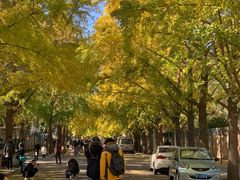 -三里屯东五街银杏大道