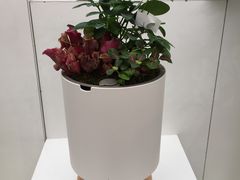 -荷兰花海