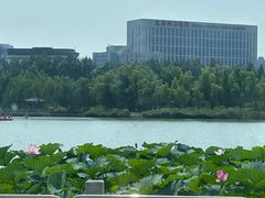 -莲花池公园