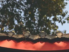 -峨眉山报国寺