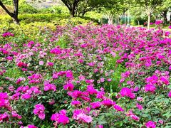 -新虹桥中心花园