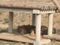 -石家庄市动物园