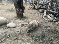 -武汉动物园
