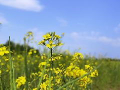 -汉长安城未央宫国家考古遗址公园