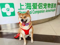 -爱侣宠医·鹦鹉专科·小型哺乳类·异宠专科(灵石路店)