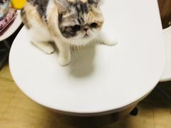 -美联众合宠物医院·爱萌分院·内外科·猫科中心