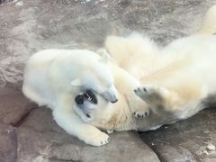 -西安曲江海洋极地公园