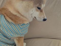 -怪兽屋·羊驼·猫咖·狗咖(俊华广场店)