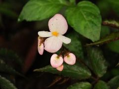 -广西壮族自治区药用植物园