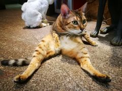 -more than meow吴止猫主题餐厅(承德 中船汇店)