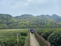 -中国茶叶博物馆(双峰馆区)
