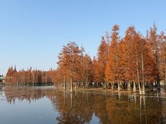 -白鹭湾湿地公园