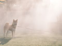 -爪吧宠物乐园 (温榆河示范区店)