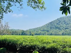 -中国茶叶博物馆(双峰馆区)