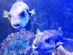 -太平洋海底世界