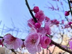 -梅花山(明孝陵内)