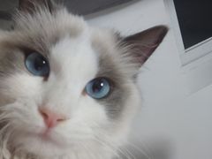 -嘉馨宠物医院·CT影像转诊·心脏科·犬猫全科诊疗中心(下沙大学城院区)