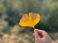-宜兴龙背山森林公园