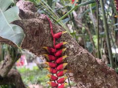 -中国科学院西双版纳热带植物园