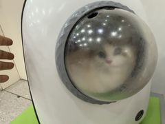 -四月宠物医院·猫专科·心脏专科·内科(转塘店)