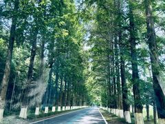 -黄海国家森林公园