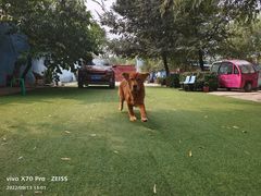 -宠物寄养训练学校