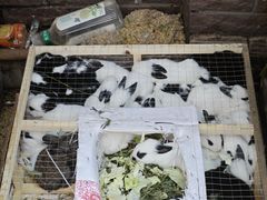 -中环花鸟鱼虫市场
