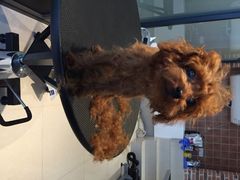 iphone_upload_pic-Oh My Dog宠物沙龙(伊珊娜皮毛护理店)